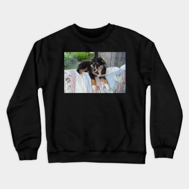 australian shepherd black tri puppy Crewneck Sweatshirt by Wanderingangel